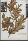 Foto von Salix rigida Muhl.
